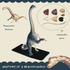Anatomy of a Brachiosaurus